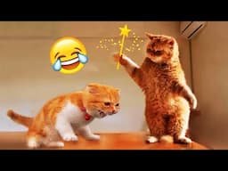 Funniest Animals 2024 😂 Best Funny Cats 😻🐶 Cute Baby Cats | Part 5