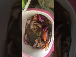 Veggie muna tayo #shortvideo  #vegetables #vegetables #vegetarian