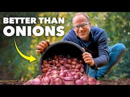 Shallot Growing Masterclass: Better than Onions