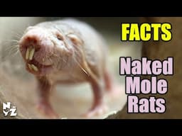 Meet the Naked Mole Rats