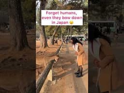 The Secret Behind Nara’s Bowing Deer! #shivangidesai #narajapan #ytshorts #bowing #deer