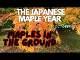 Japanese Maples: Watch this before ground planting!