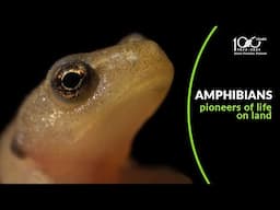 AMPHIBIANS  PIONEERS OF LIFE ON LAND