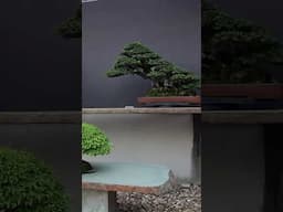 Miniature forest #bonsai #miniature #forest #woods #japanese #japan