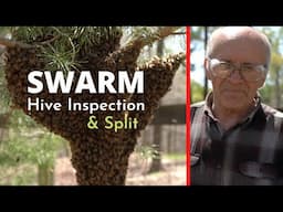 Beekeeping For Beginners - Swarm Hive Inspection & Split