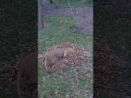 Yuna experiences her first-ever leaf pile 🥰🍂