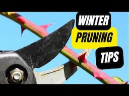 Winter Blackberry Pruning: The Complete Guide - Don't Get It Wrong!