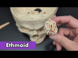 Ethmoid Bone