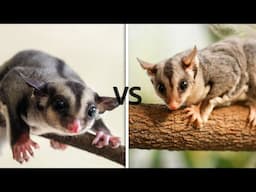 Sugar Glider vs Squirrel Glider : Know The Differences