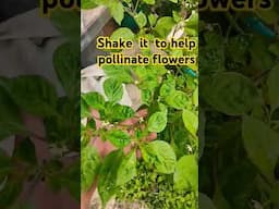 Tip to help pollinate flowers #fypシ゚ #backyardgarden #garden  @LateGrower