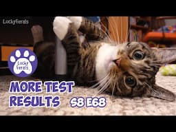 More Vet Test Results, Wysong Epigen 90 Review, A Bird In The Tree - Lucky Ferals Cat Vlog S8 E68