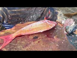 FRESH TUNA FISH CUTTING | FISH CUTTING SKILLS | FISH CUTTING VIDEOS #KASIMEDU | UK SONS MARINE