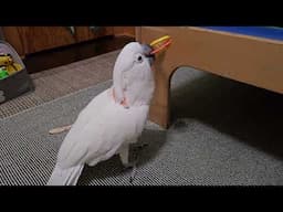 A Cockatoo Must Break His Toys 🧸