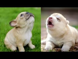 Cute Puppies Howl For The First Time || NEW