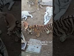 Momma adopts Tiger Cubs ❤️ #animals #shorts