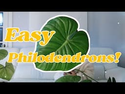 Easy-Going Crawling Philodendrons You Must Have!