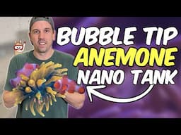 Introducing a COLORFUL New Bubble Tip Anemone to My Nano Clownfish Aquarium