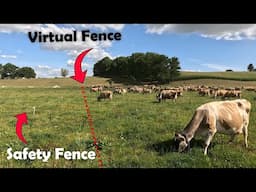 First Day Of Virtual Training, How Do The Cows Know What To Do??