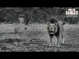 Listen To The ROARS Of These Lions!! | Lalashe Mara Ripoi Safari