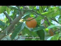 Training Video - Africa Phytosanitary Programme – ‘Candidatus liberibacter asiaticus’