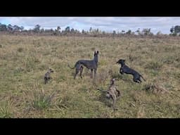 Galgos 2024 - Cachorros hijos de Heredero