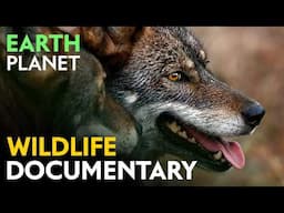 Wildlife Documentary: The Mystical Forest - Spanish Juniper Woods