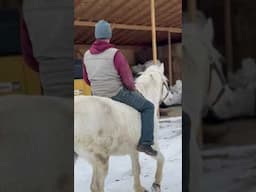 I can’t believe he let me ride him bareback! #shorts #horse #ranch #farming