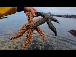 GIANT STARFISH & Abalone Foraging - Catch & Cook