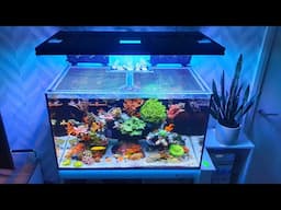 New Corals - Failed Equipment - New Jump Guard - Reef Tank Update