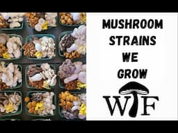 These Are The Best Mushroom Strains We Grow