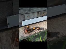 Giant Hornets attack Western Honeybees