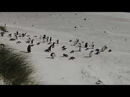 Yorke Bay, Minefields and the Penguins.  =) - Stanley Falkland Islands - ECTV