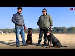 ROTTWEILER DOG Socialization Everything You Should Know!