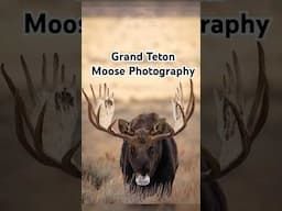 Photographing bull moose in Grand Teton. #animals #moose #nature #wildlife #wildlifephotography #yt