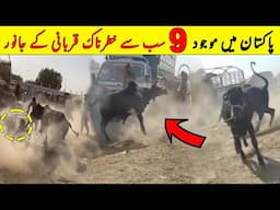 Pakistan Main 9 Sab Sy Khaternak Qurbani K Janwar | Eid 2023 | NYKI