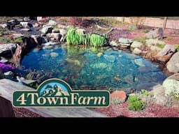 Koi Pond at Four Town Farm (Seekonk, Massachusetts)