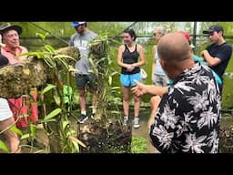 Growing Vanilla on the Island of Moorea