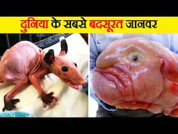 इनकी शक्ल देख बेहोश मत हो जाना | the Ugliest Animal on Earth