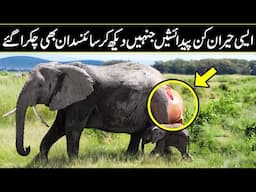 7 Craziest Animal Births Caught on Camera In Urdu Hindi