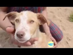 Animal RESCUES -   Amazing people Helping And Rescuing Animals   Compilation 2018