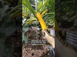 How to Prune and Stake Zucchini Plants