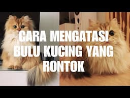 Cara mengatasi Bulu kucing yang Rontok