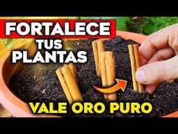 Tus PLANTAS están EN PELIGRO sin ESTO!! 🌱 Solo el 1% APLICA este ABONO CASERO para PLANTAS y Jardín