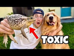 PROTECTING my DOG from TOXIC TOADS ! POISONOUS !!