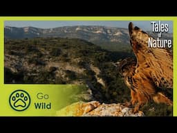 In Beating Sun (Provence) | Tales of Nature 7/10 | Go Wild