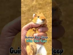 Feeding guide for guinea pigs | Best diet for guinea pigs | Guinae Pigs for sale in Pakistan