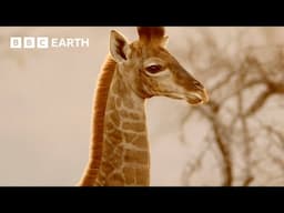 Protecting Giraffes from Extinction | Africa's Gentle Giants | BBC Earth Kids