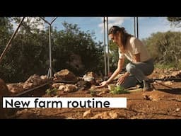 #44 A Day in my new Life: Our Permaculture Farm Routine with Animals!