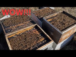 Beekeeping Strategies are Paying Off with These Strong January Bees