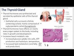 Endocrine Physiology - Thyroid Gland, Hormone, and Graves Disease. Adrenal, Addison and Cushing.